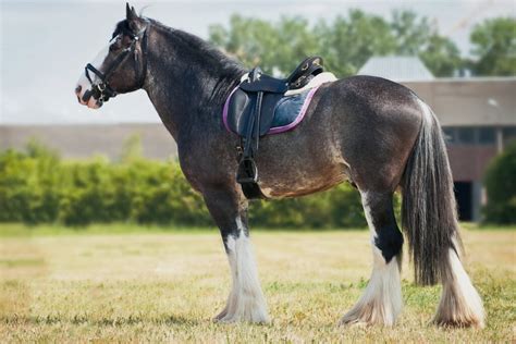 Shire Horse: Breed Profile for the World's Largest Horse - Helpful ...