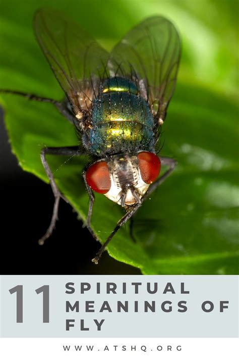 Fly Symbolism: 11 Spiritual Meanings of Fly