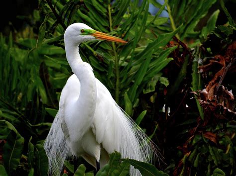 Great Egret Nesting Photograph by Krista Russell