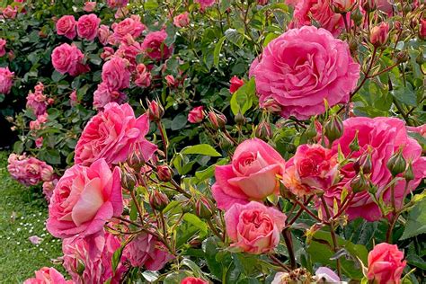 All About Kordes Roses and Their Best Flowers | Gardener’s Path