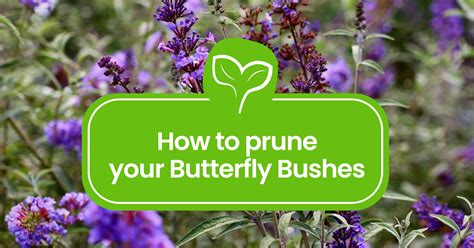 How to Prune a Butterfly Bush: Tips for Shaping and Blooming - Plant ...