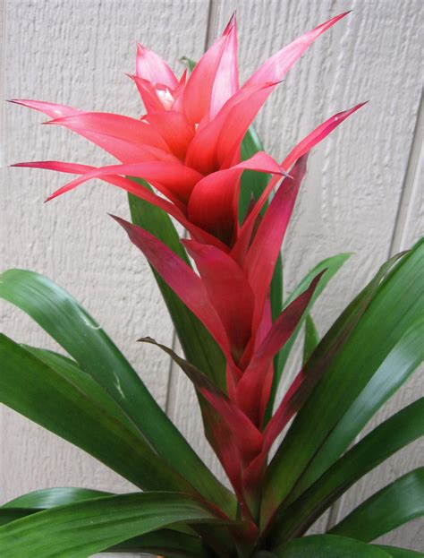 Bromeliad - Flowers Photo (724967) - Fanpop