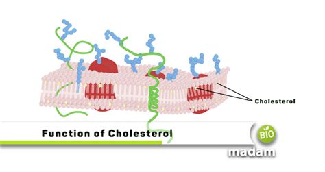 Function of Cholesterol in Cell Membrane - biomadam