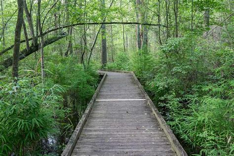 Dismal Swamp Boardwalk Trail – HD Carolina