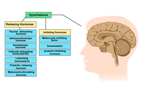 hypothalamus in biology: Definition, Types and Importance | AESL