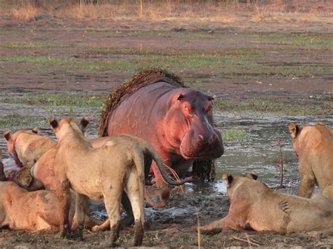 Hippo - it's an acquired taste - Africa Geographic