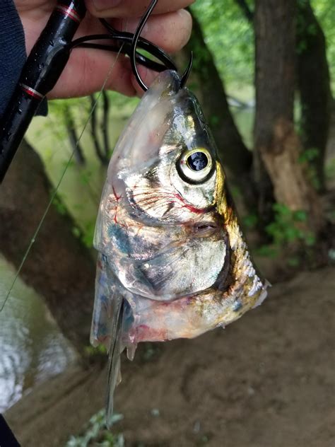 Nothing better than fresh caught bait (skipjack herring) : Fishing