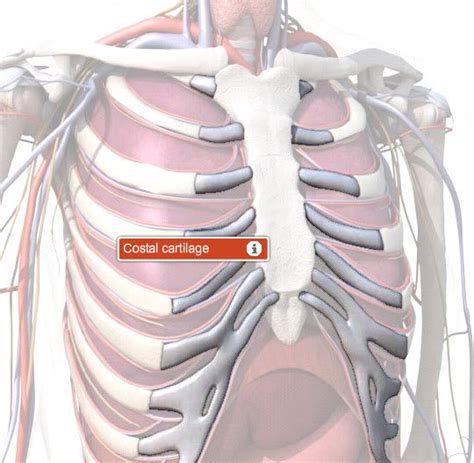 Costal Cartilage Anatomy, Function & Diagram | Body Maps | Body map ...