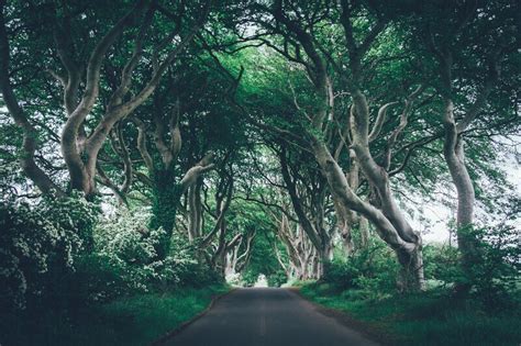 Giants Causeway And Dark Hedges Tour From Belfast - Tour Look