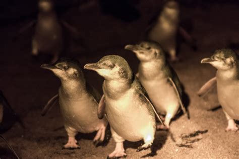 Watching World Smallest Penguins in Tasmania 2024-2025 - Rove.me