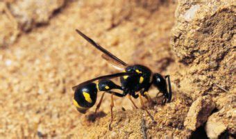 Potter Wasps - Facts, Life Cycle & Habitat Information