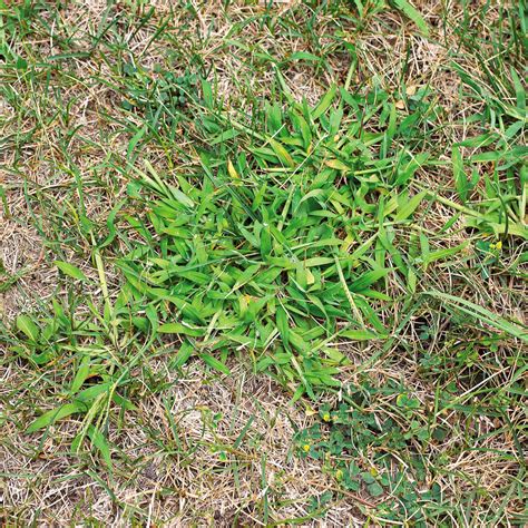 36 Lawn and Garden Weeds: How to Identify and Control Them