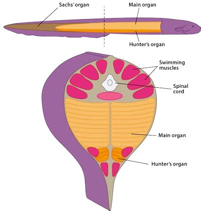 Electric eel - creation.com