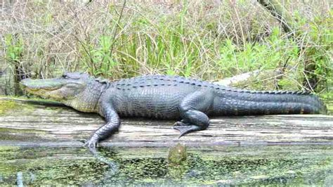 Alligator permits drawn; private-land hunting available | Stuttgart ...