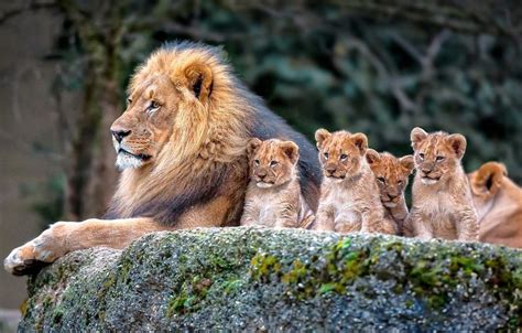 Lion Family Wallpapers - Wallpaper Cave