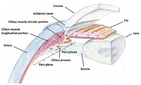 Diagnostic imaging of the ciliary body: Technologies, outcomes, and ...