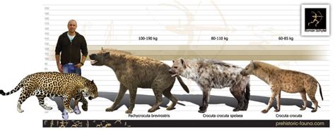 Hyena Size vs Human : r/interestingasfuck