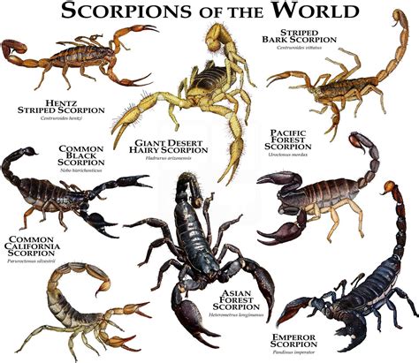 Scorpions of the World Poster Print - Etsy Denmark