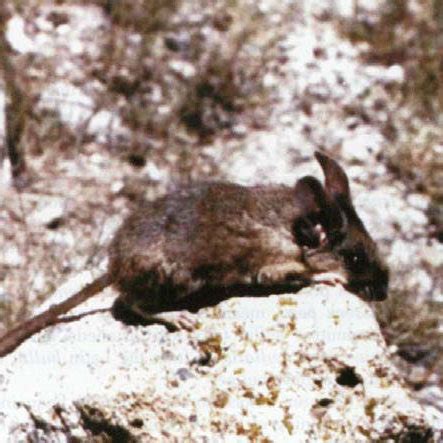 Geographic distribution of Peromyscus bullatus in east central Mexico ...