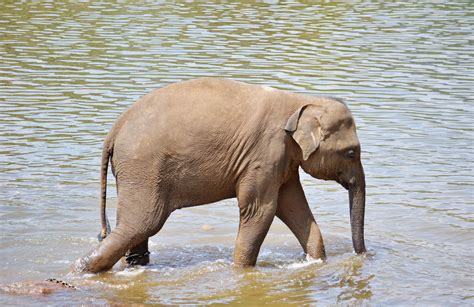 Free Images : wildlife, mammal, fauna, sri lanka, ceylon, baby elephant ...