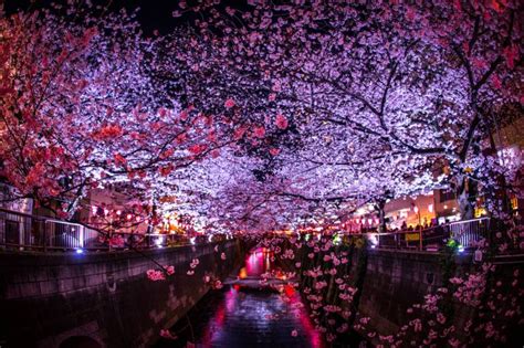 Yozakura Tokyo: Best Places for Night Cherry Blossom Viewing | Tokyo Cheapo