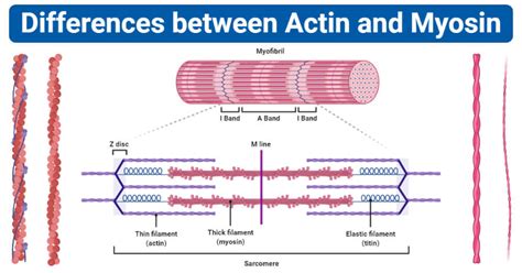 Actin vs Myosin: Definition, 14 Major Differences, Examples