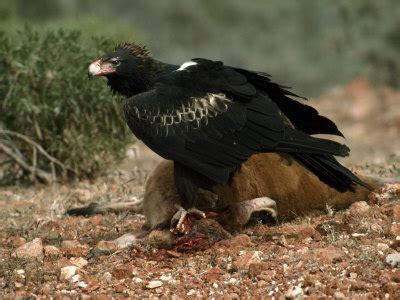 Wedge tailed Eagle Facts - Wedge tailed Eagle Diet