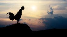 Rooster Silhouette Crowing Sunrise Free Stock Photo - Public Domain ...