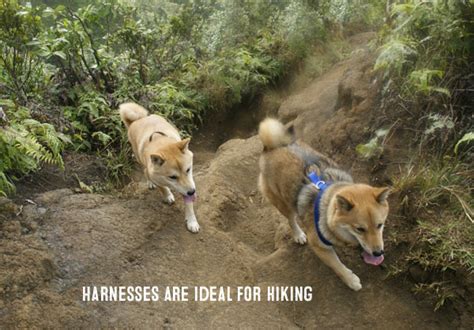 What’s Better For Your Shiba Inu – A Harness Or A Collar? - My First ...