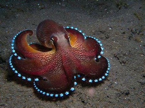 The Coolest Underwater Animals: The 15 Most Unusual Sea Creatures (2022)