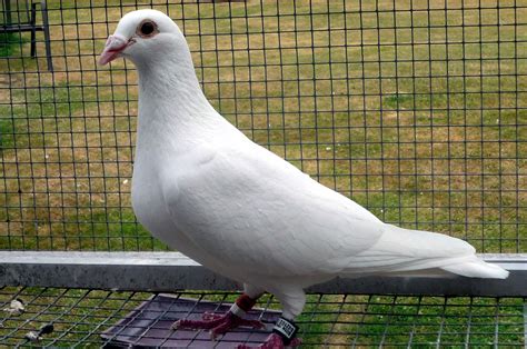 One of the most amazing white racing pigeons | Racing pigeons, Pigeon ...