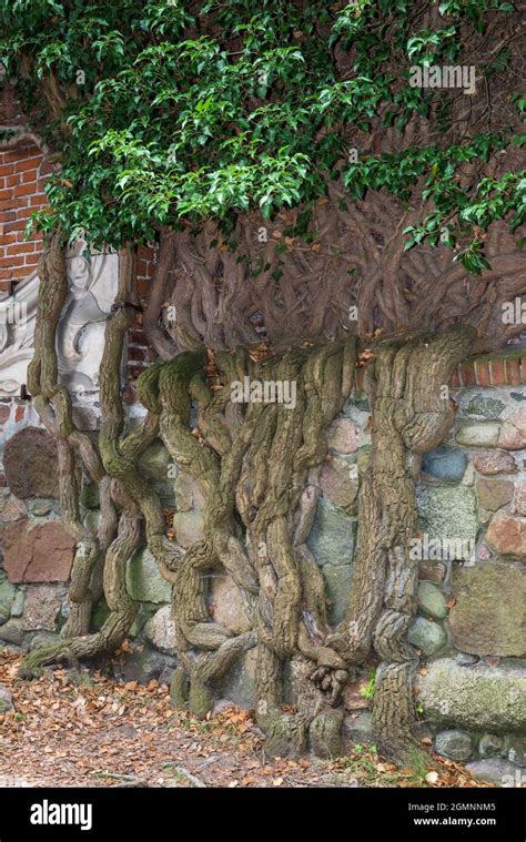 Teutonic castle (14th century) in Malbork, Poland Stock Photo - Alamy