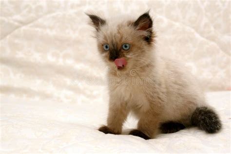 Himalayan Kitten II stock photo. Image of whiskers, nose - 2498272