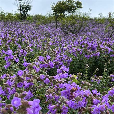 Kurinji Flower In Munnar | Best Flower Site