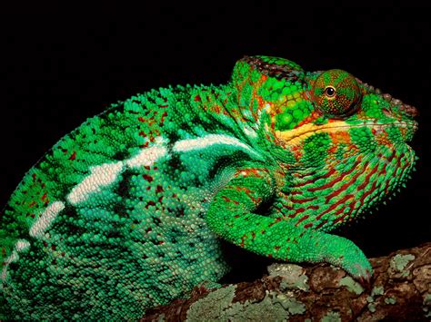 Chameleon | Info-Facts and New Photos | The Wildlife