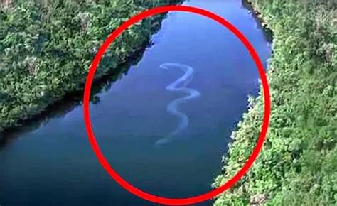 Picture Of 100ft-long 'snake' Sparks Fears Of Mythical Monster - Amar ...