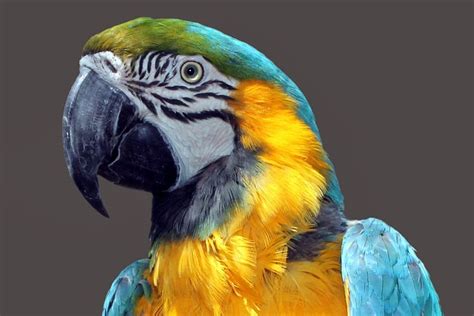 Parrot Ara Bird · Free photo on Pixabay