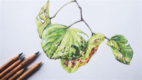 Leaves Drawing | Color Pencils Drawing | Realistic Drawing - YouTube