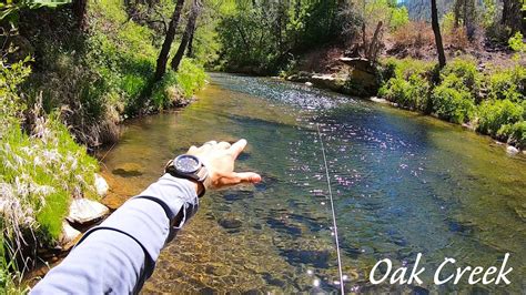 Oak Creek Canyon - Wild Brown Trout (Sedona, AZ) - YouTube