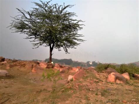 Pahad Ke Upar Tree ,red Stone Stock Image - Image of tree, pahad: 166736867