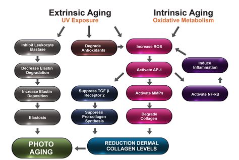 Skin Aging