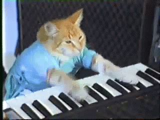 The popular Cat Playing Keyboard GIFs everyone's sharing