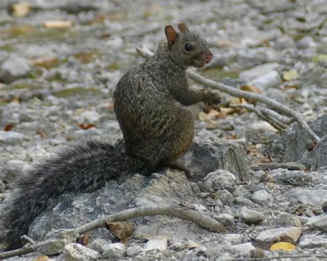 Sciurus yucatanensis - Faits, Alimentation, Habitat & Photos sur ...