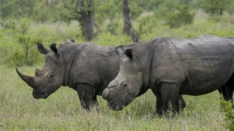 Rhino poaching in South Africa falls during Covid-19 lockdown - BBC News