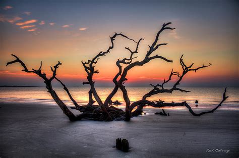 Reaching Driftwood Beach Sunrise Jekyll Island Georgia Art Photograph ...