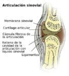 Líquido Sinovial: ¿Sabes para qué sirve el líquido de las articulaciones?