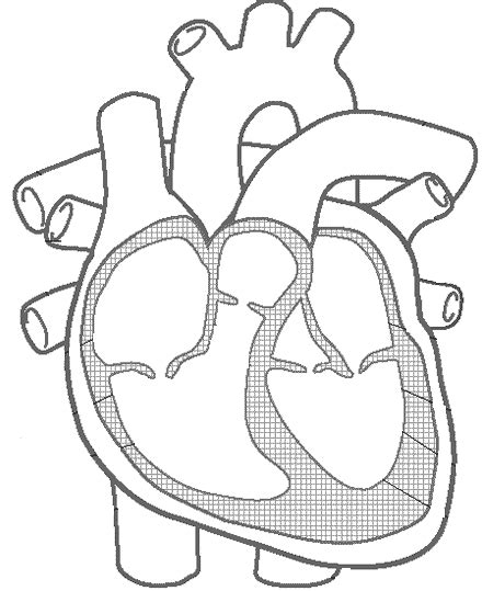 Understanding the Heart Diagram | Quiz