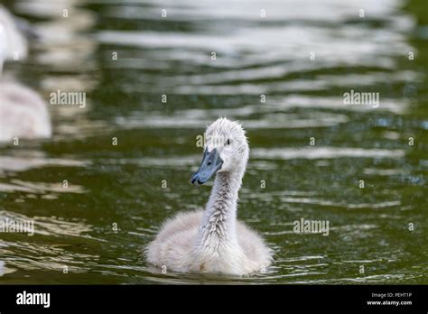 Beautiful young baby swan is swimming on a water. A bird is about two ...