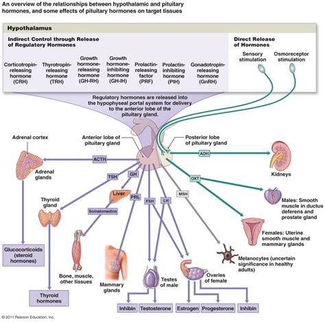 endocrine system exam 1: The hypothalamus hormones and cells Diagram ...