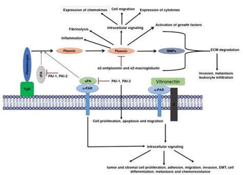 Plasmin/Plasminogen System in Tumor Microenvironment | Encyclopedia MDPI